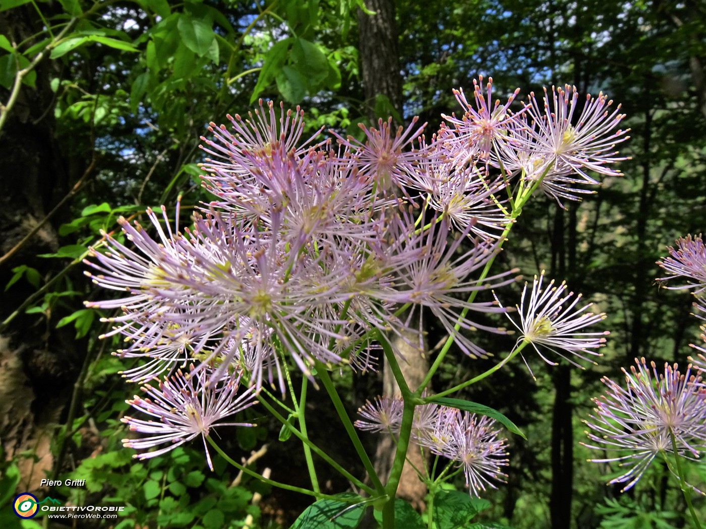 58 Thalictrum aquilegifolium  (Pigamo colombino) nel bosco.JPG